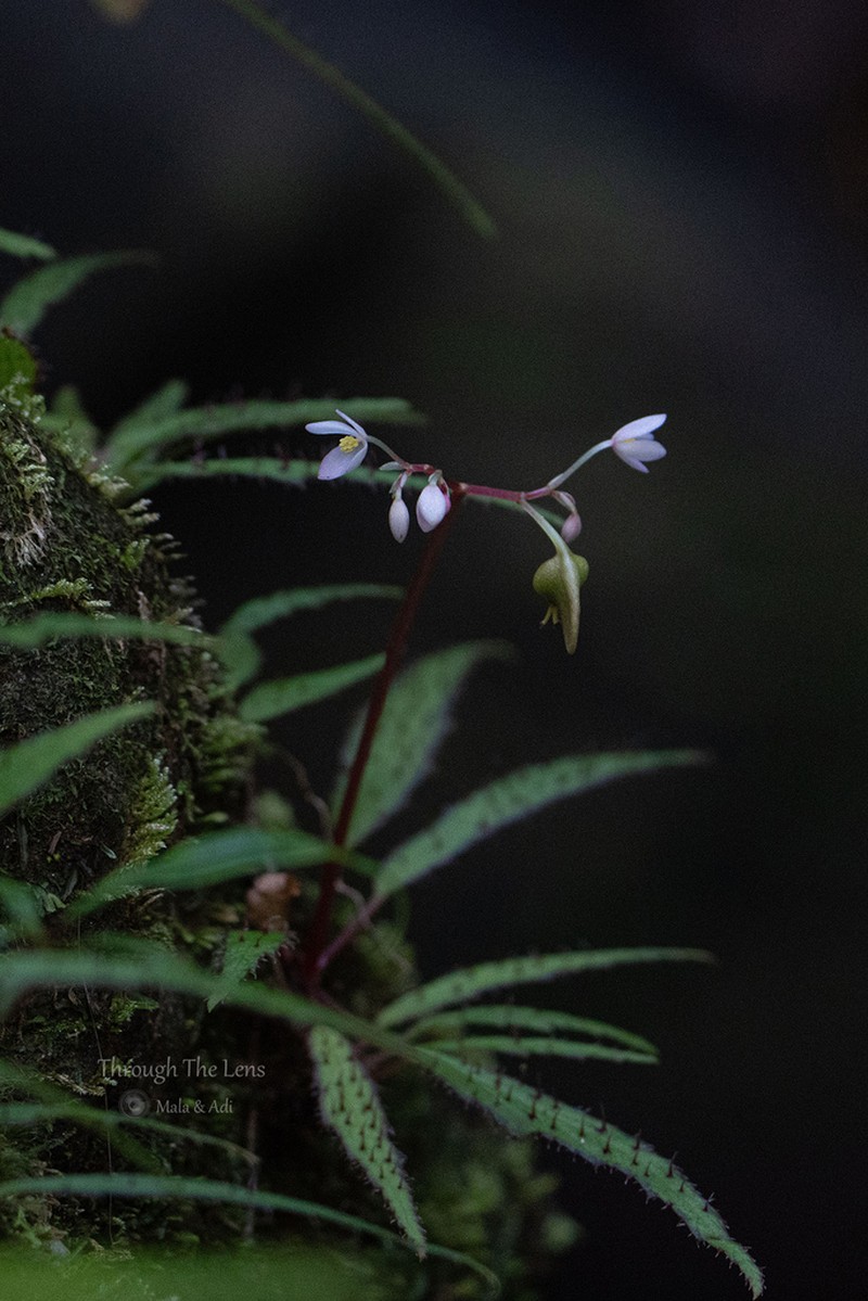 Begonia ambodiforahensis photo 4
