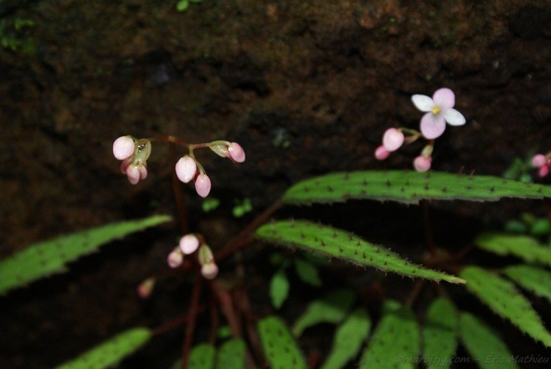 Begonia ambodiforahensis photo 5