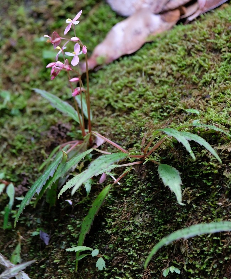 Begonia ambodiforahensis photo 6