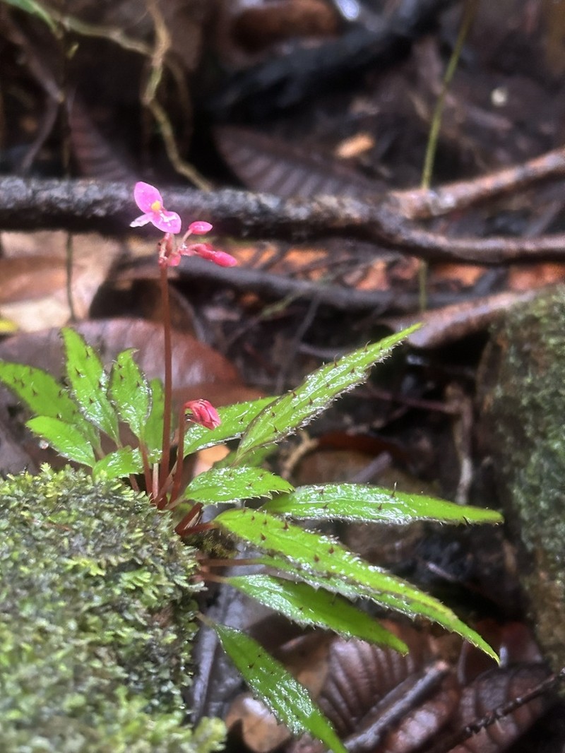 Begonia ambodiforahensis photo 7