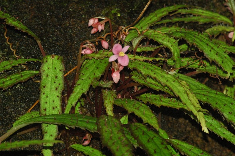 Begonia ambodiforahensis photo 8