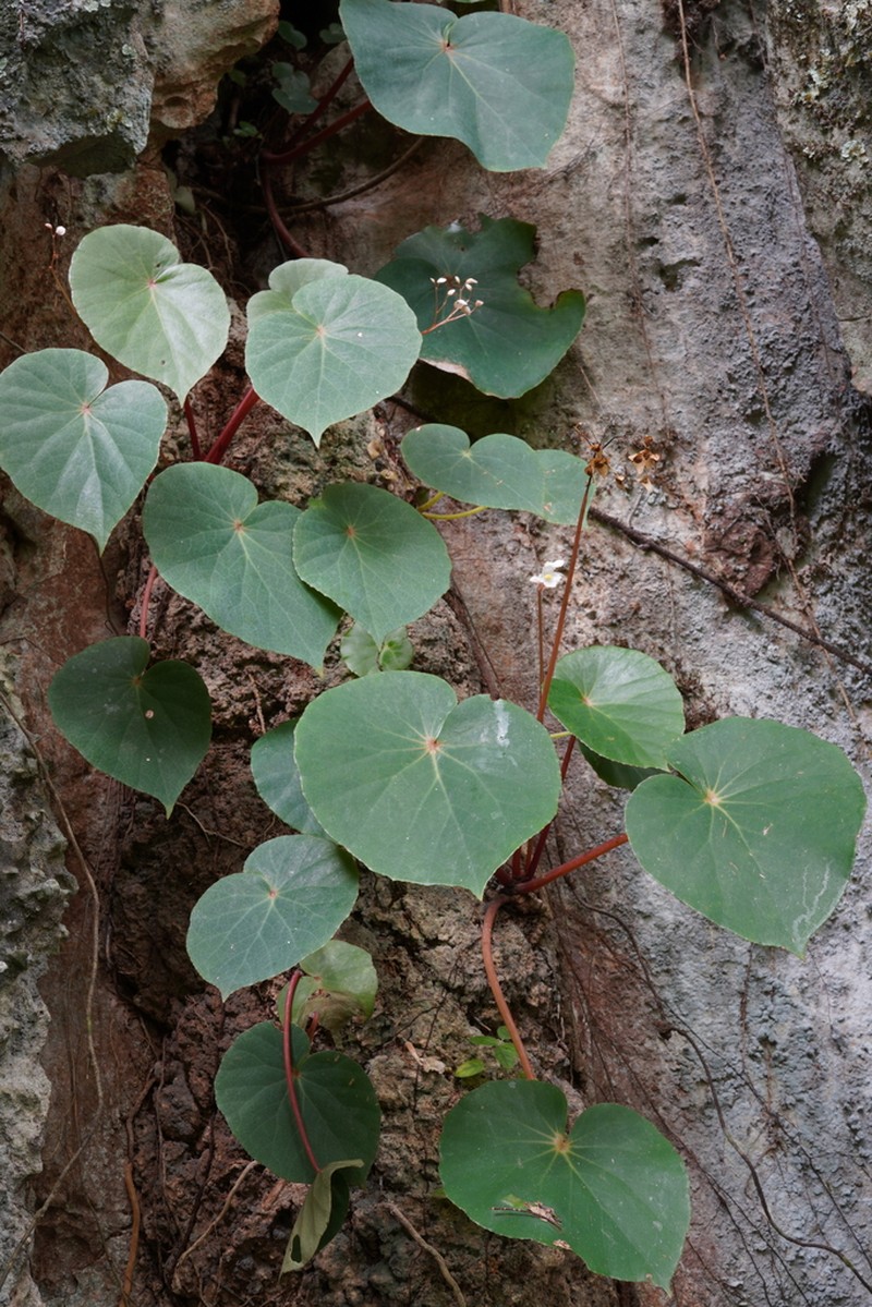 Begonia amparoae
