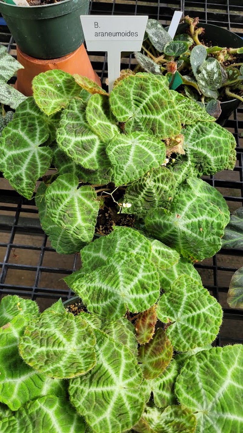 Begonia araneumoides