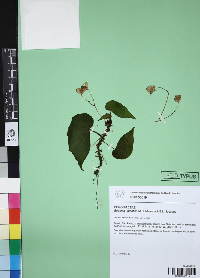 Begonia atlantica