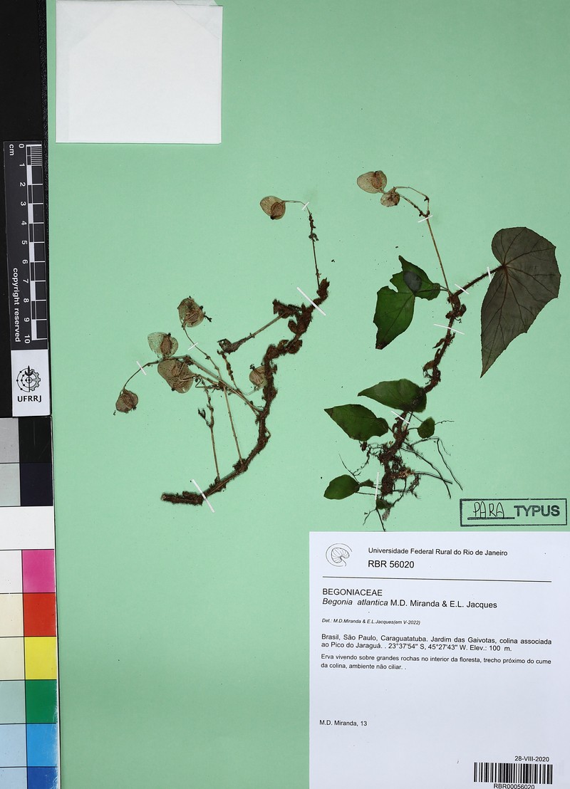 Begonia atlantica photo 2