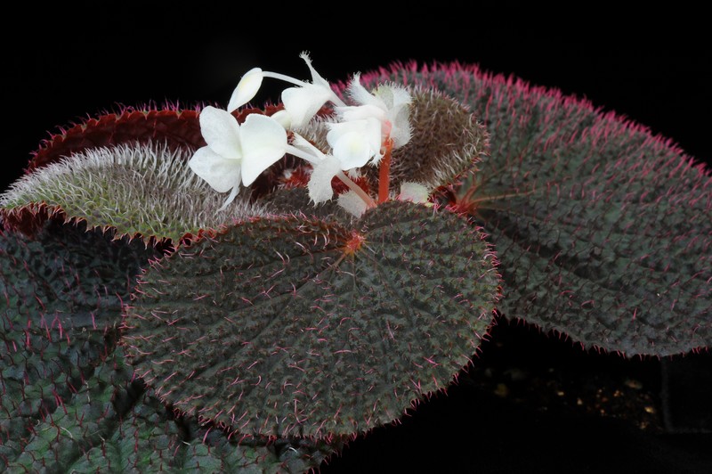 Begonia baik