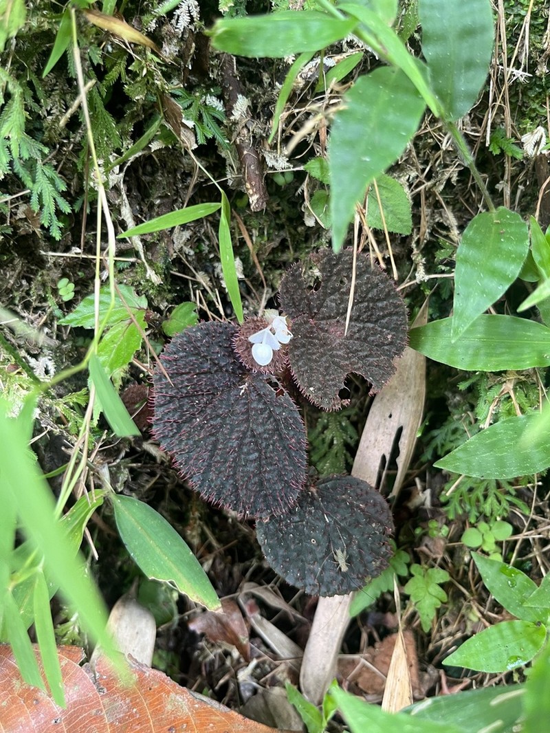 Begonia baik photo 2