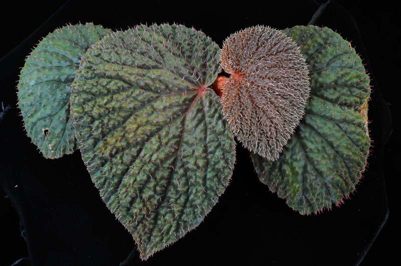 Begonia baik photo 5
