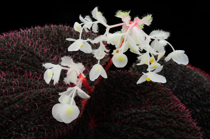 Begonia baik photo 6