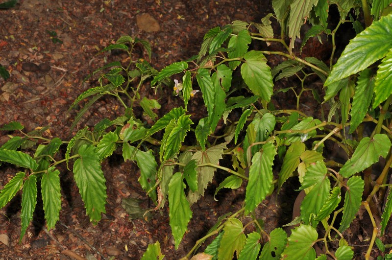 Begonia balangcodiae