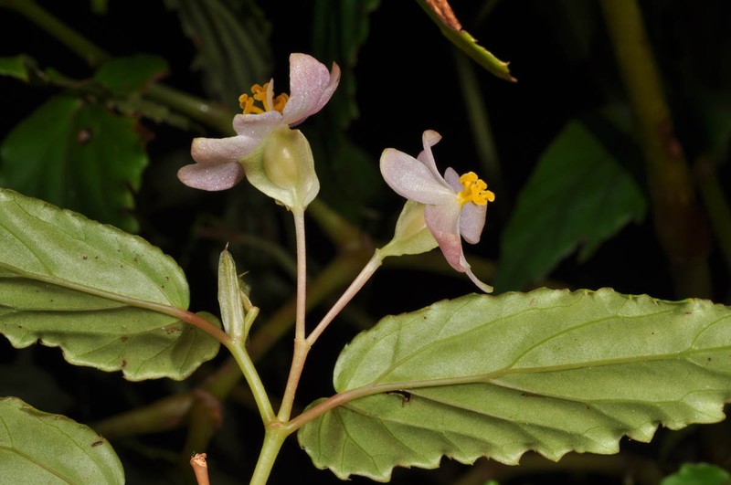 Begonia balangcodiae photo 2