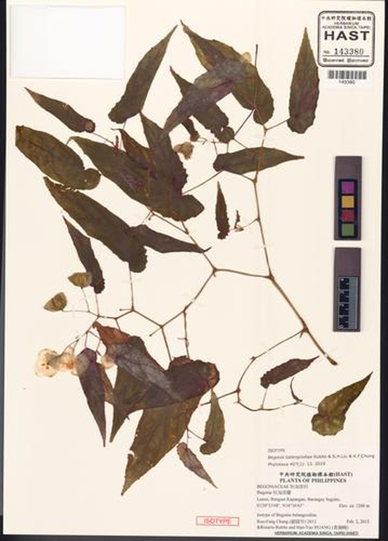 Begonia balangcodiae photo 3