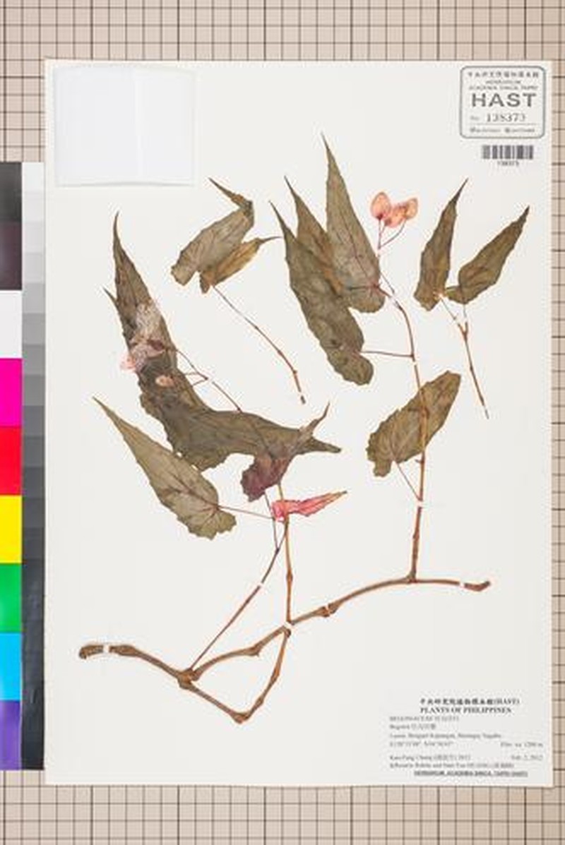 Begonia balangcodiae photo 4