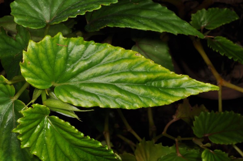 Begonia balangcodiae photo 5