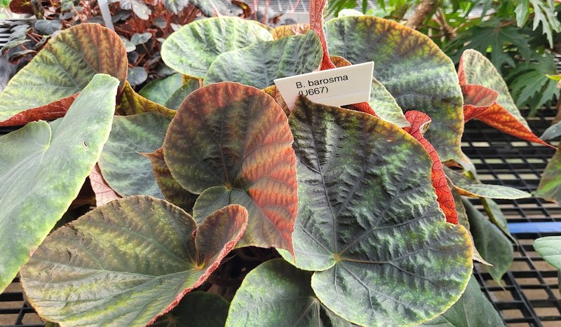 Begonia barosma