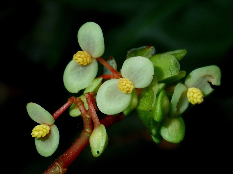 Begonia basintaliana photo 2