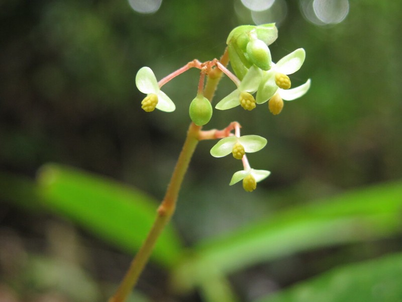 Begonia basintaliana photo 5