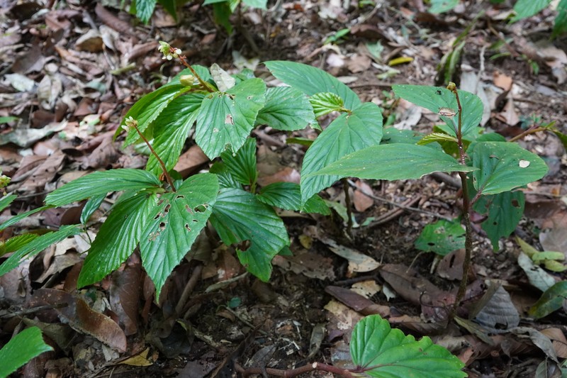 Begonia basintaliana photo 6