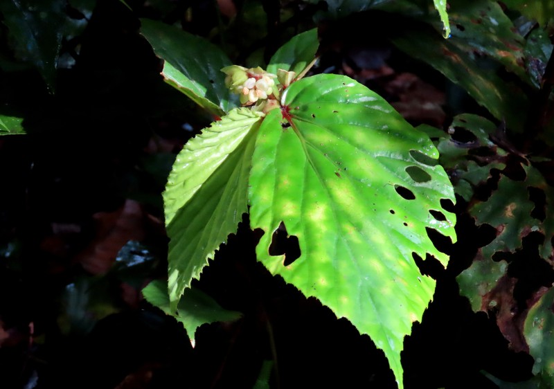 Begonia basintaliana photo 7