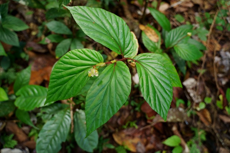 Begonia basintaliana photo 8