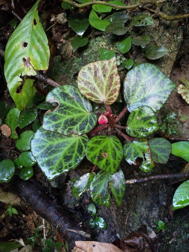 Begonia beijnenii photo 2