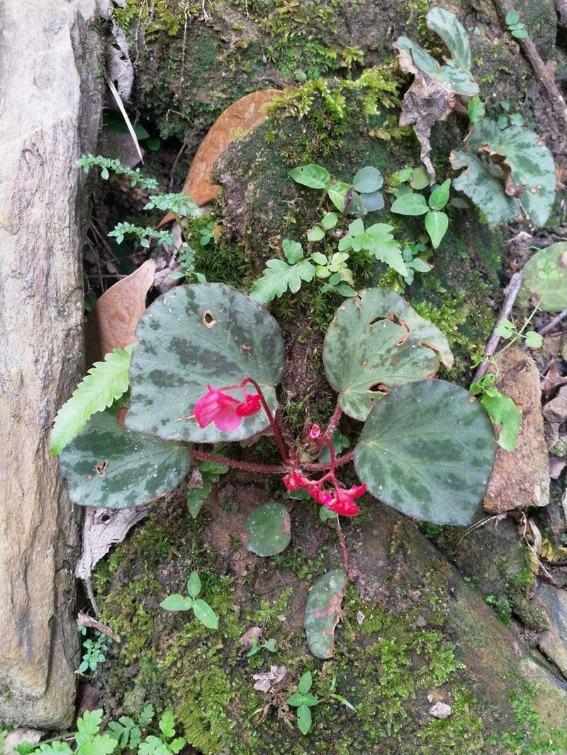 Begonia beijnenii photo 3