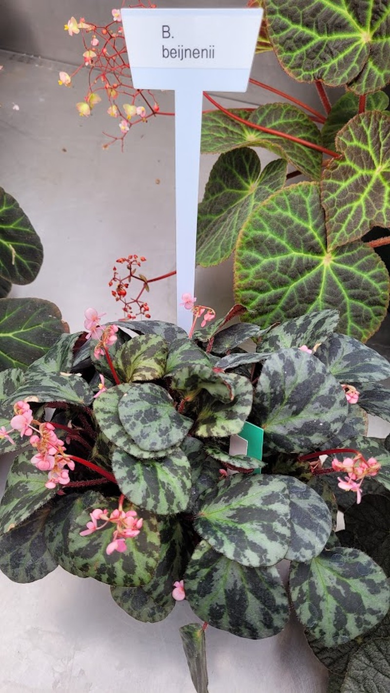 Begonia beijnenii