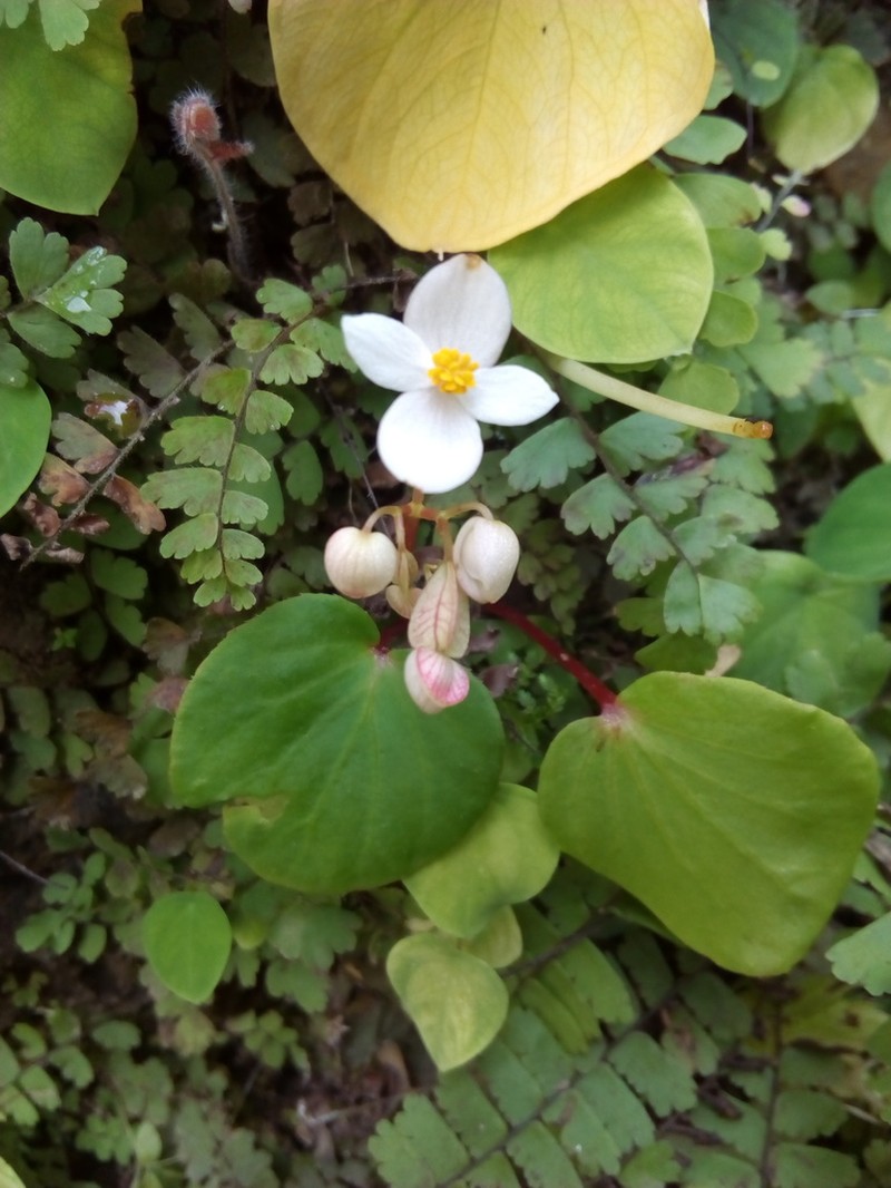 Begonia bhutanensis