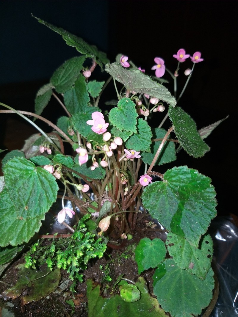 Begonia bhutanensis photo 2