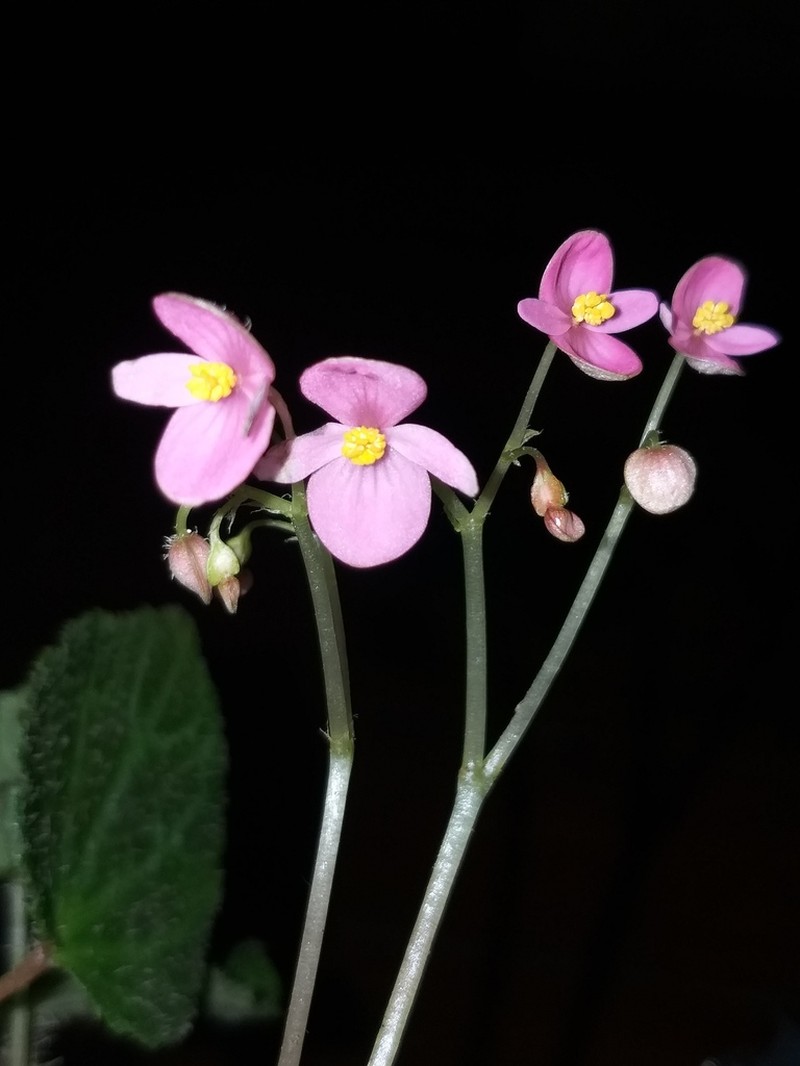Begonia bhutanensis photo 3
