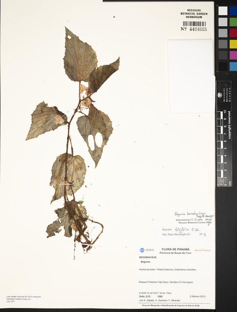 Begonia boreoharlingii
