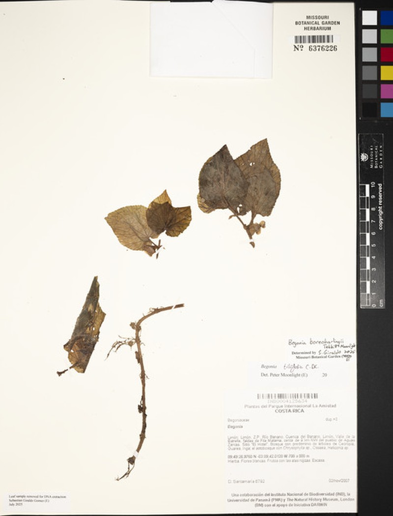 Begonia boreoharlingii photo 2