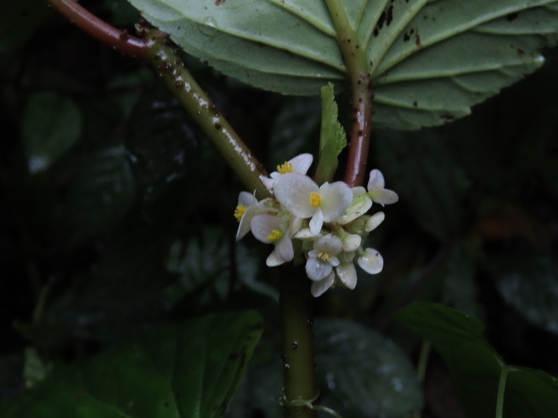 Begonia botryoides