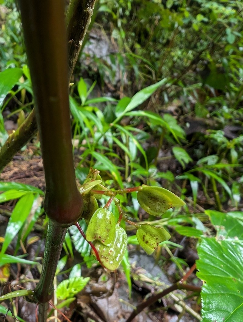 Begonia botryoides photo 2