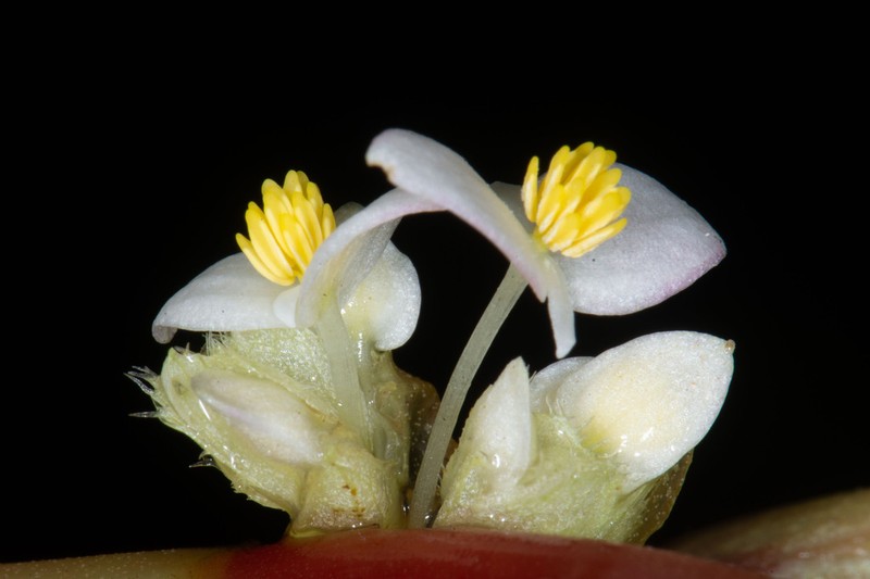 Begonia botryoides photo 3