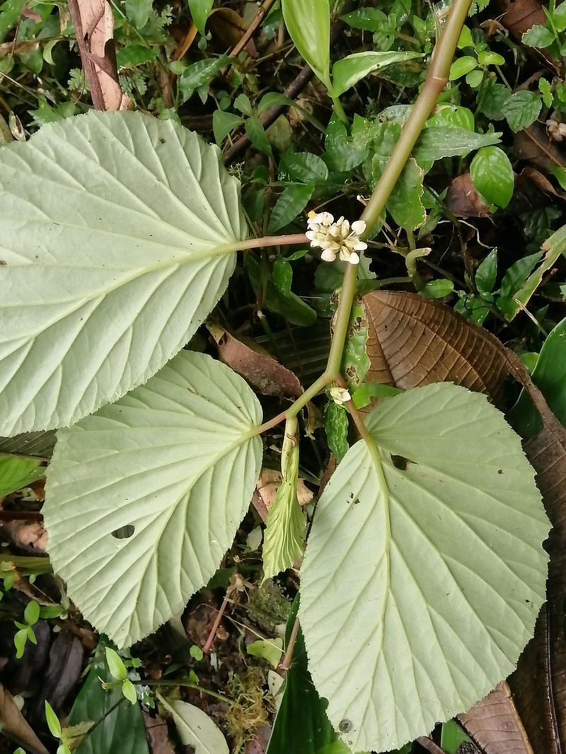 Begonia botryoides photo 4