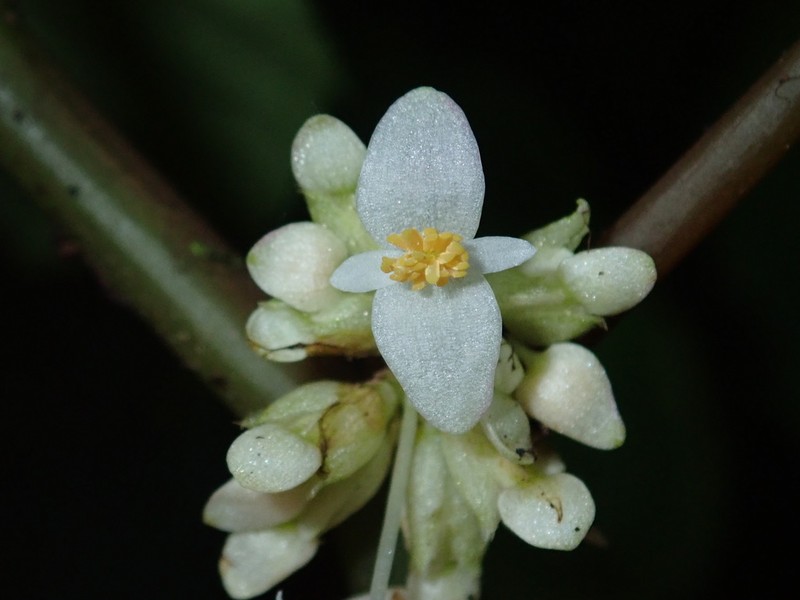 Begonia botryoides photo 5