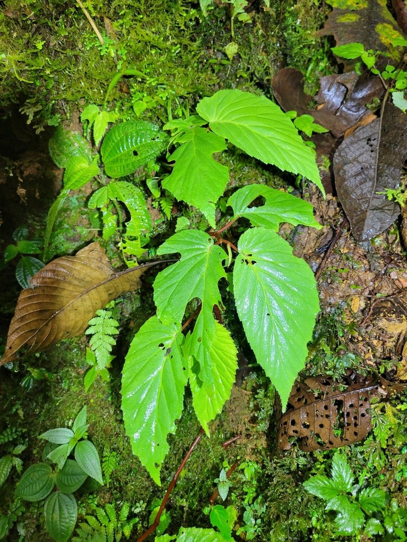 Begonia botryoides photo 6