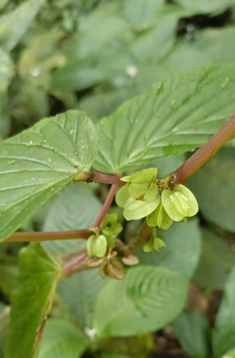 Begonia botryoides photo 7