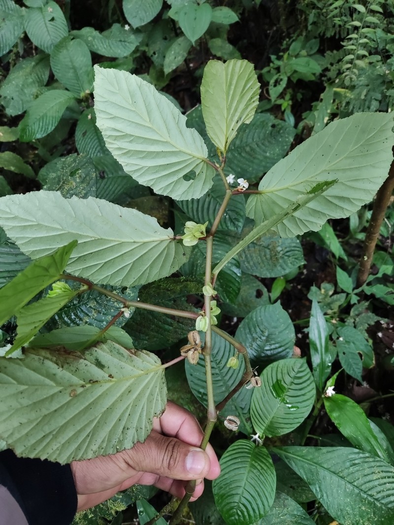 Begonia botryoides photo 8