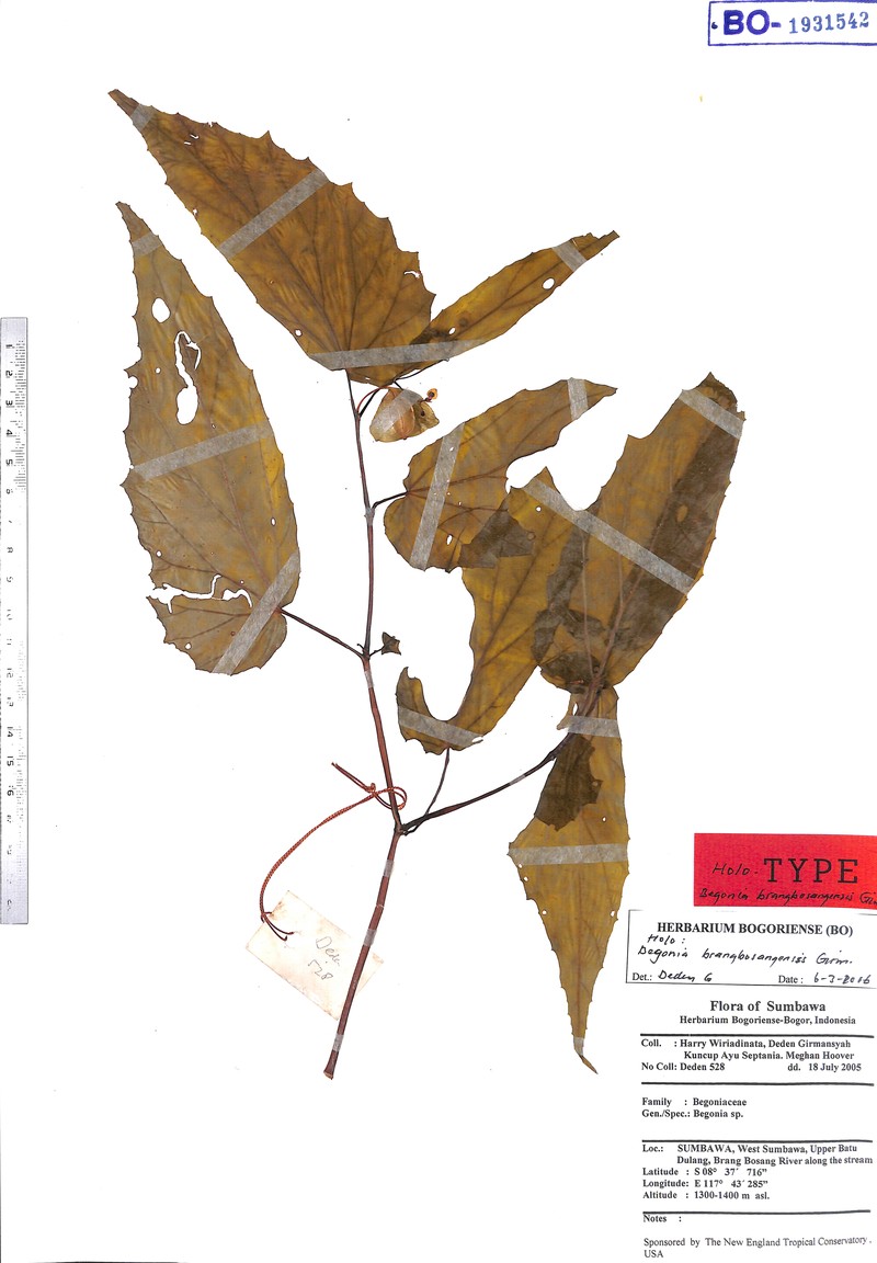 Begonia brangbosangensis