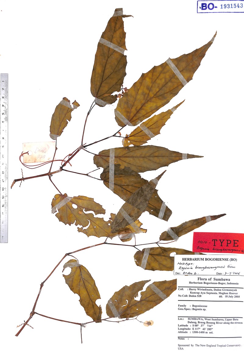 Begonia brangbosangensis photo 2