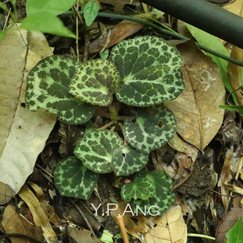 Begonia cabanillasii photo 3