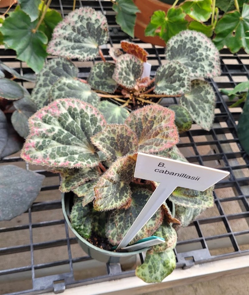 Begonia cabanillasii