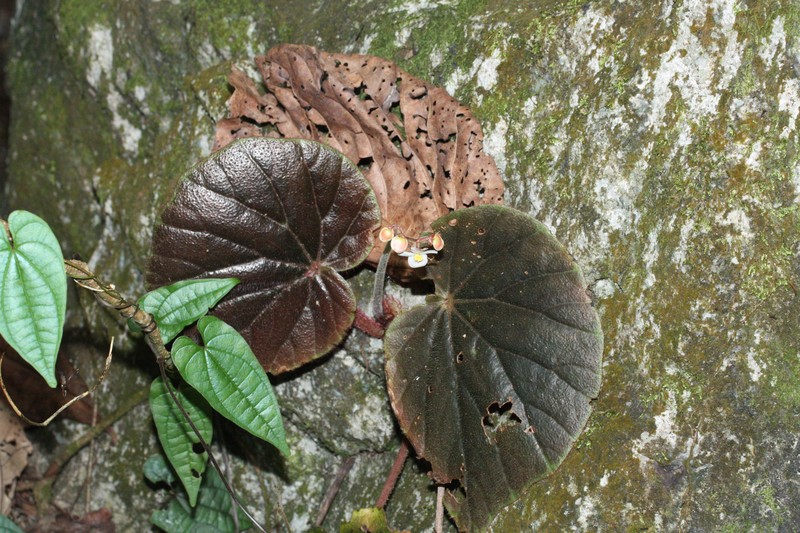 Begonia caramoanensis