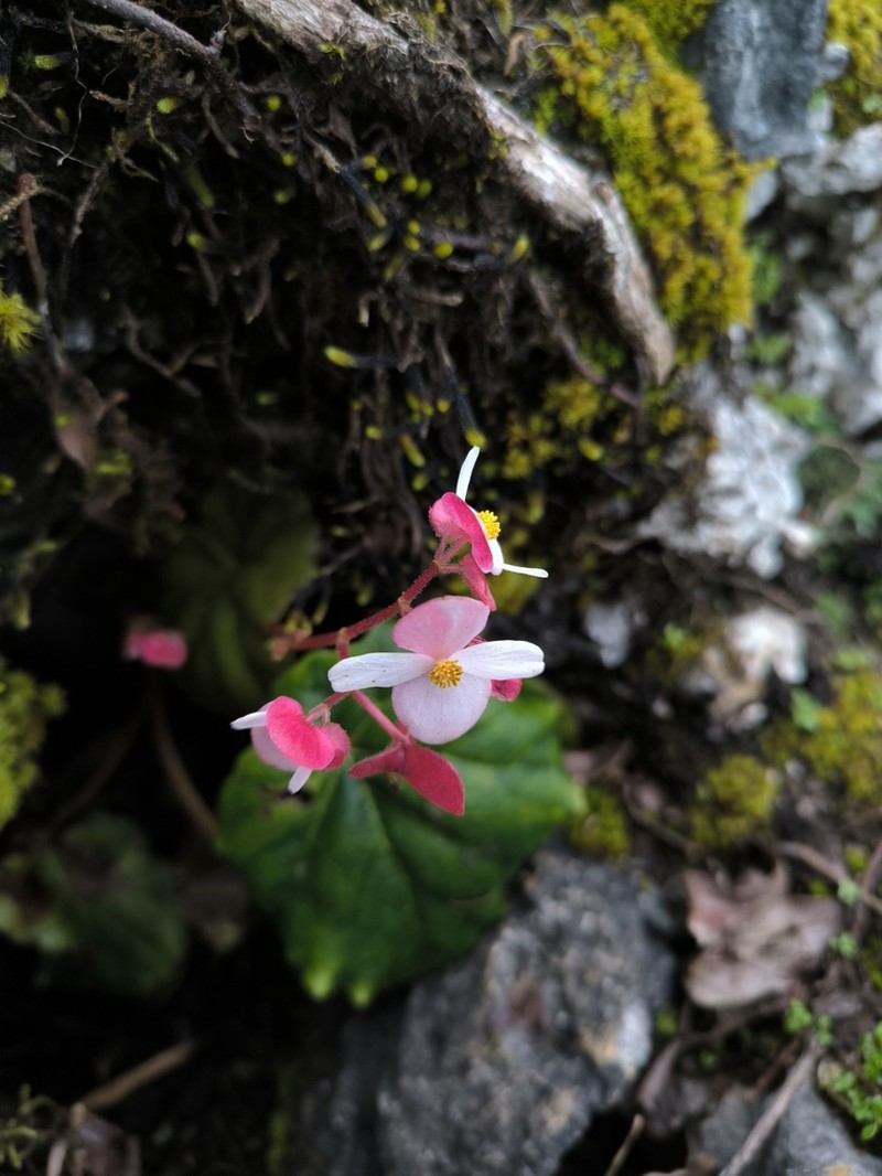 Begonia caramoanensis photo 2