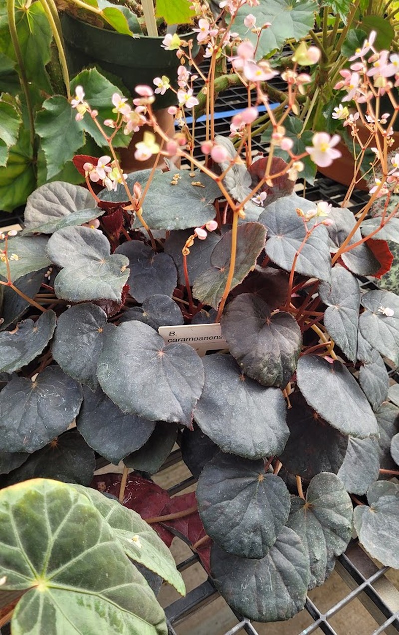 Begonia caramoanensis photo 3