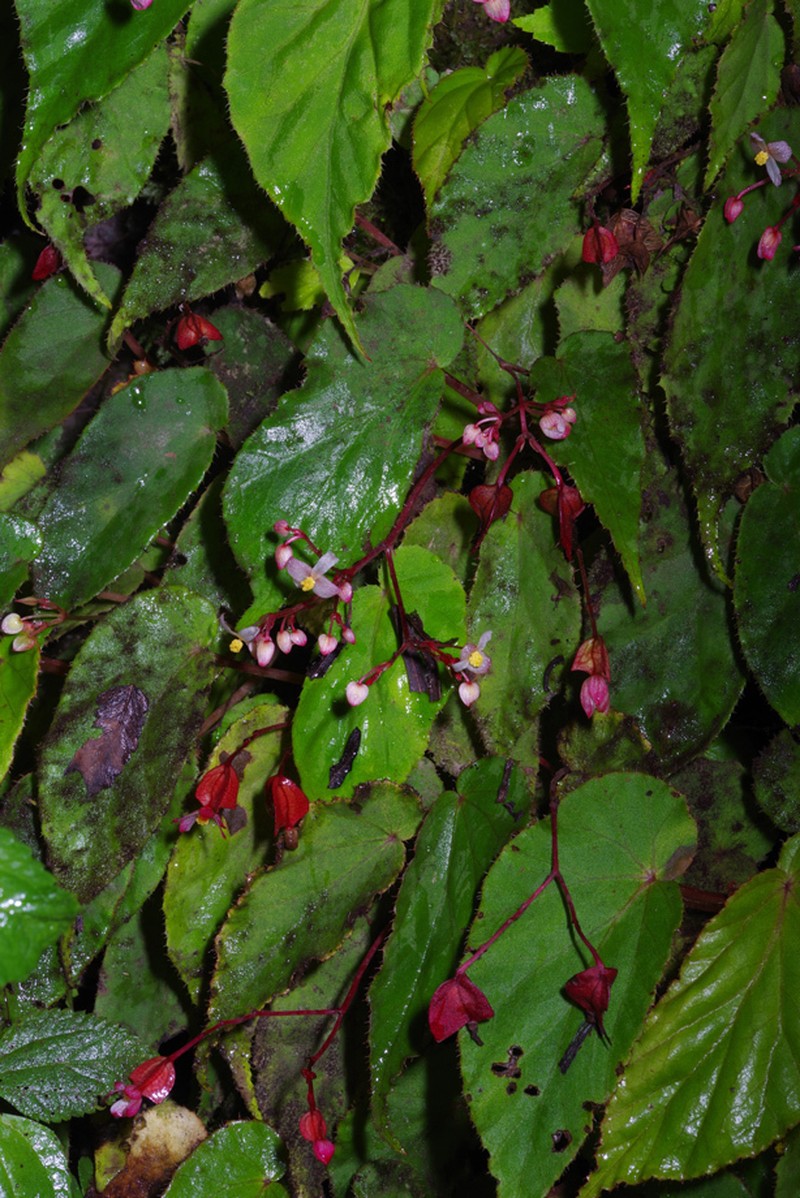 Begonia chemillenensis photo 2