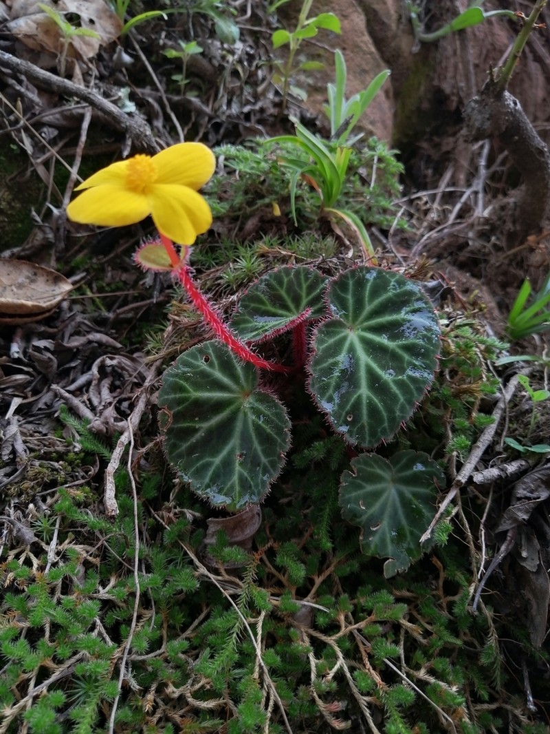 Begonia chrysantha
