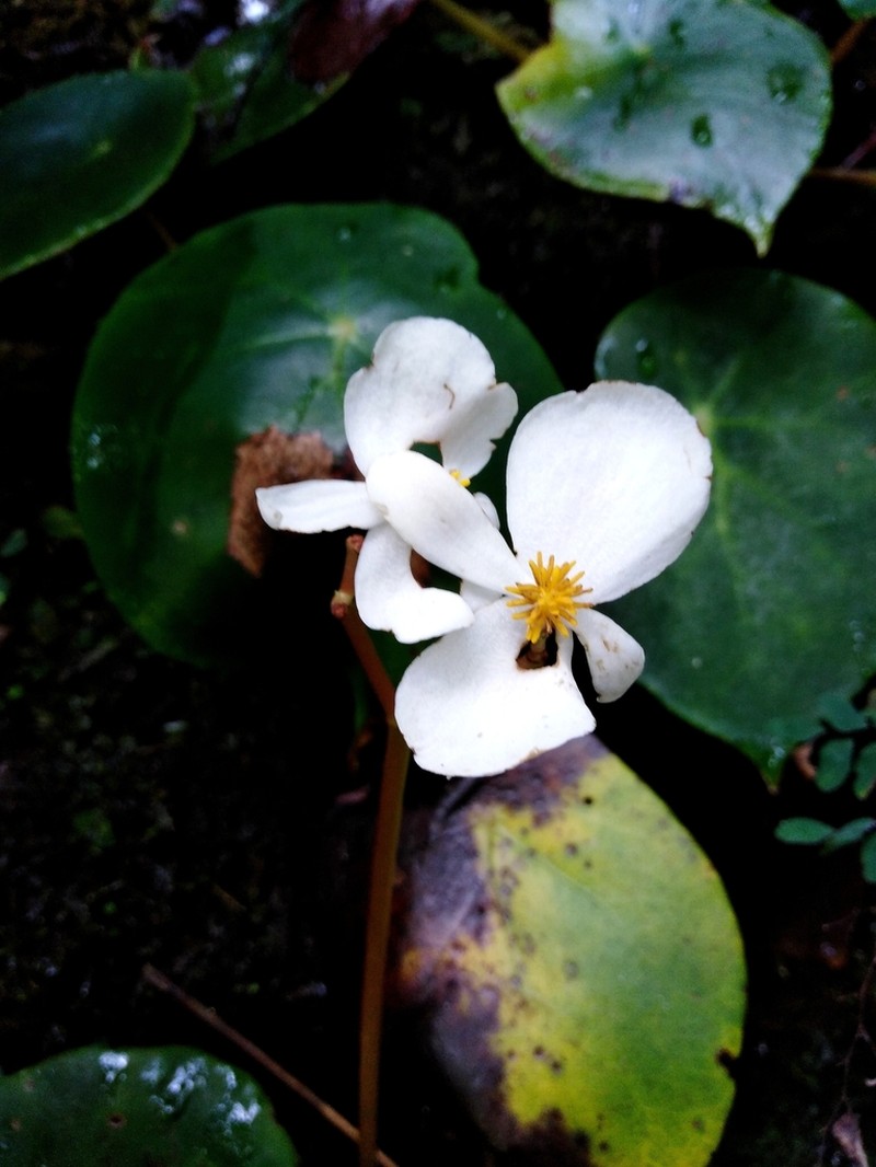 Begonia ciliatifolia